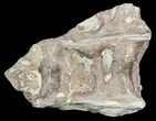 Xiphactinus (Cretaceous Fish) Vertebrae - Kansas #54511-1